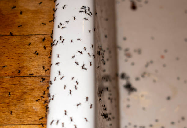 Best Local Pest Control Services  in Gladeview, FL