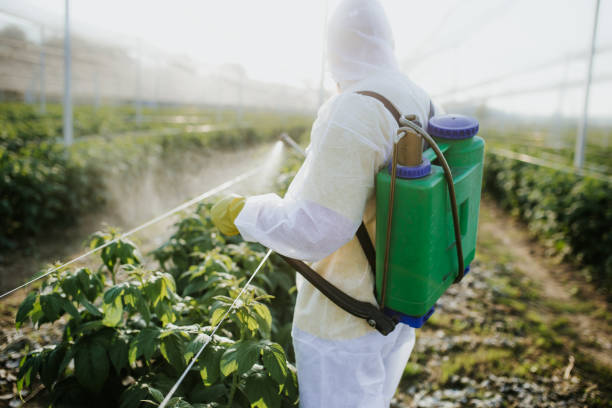 Best Wasp Removal Services  in Gladeview, FL